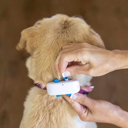 Tractive Localizador GPS para perros, , large image number null