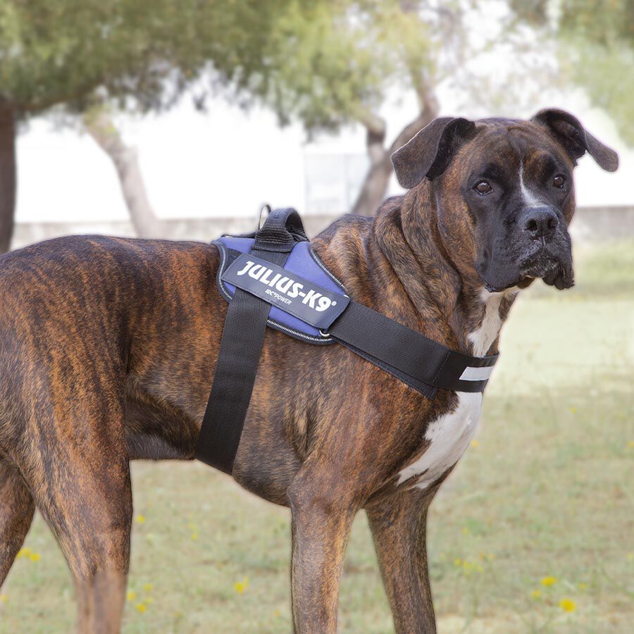 Julius K-9 IDC Arn&eacute;s Azul para perros, , large Imagen numero 2
