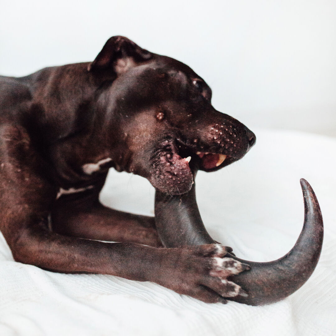 BIMORDISCOS mordedor Cuerno de b&uacute;falo para perros, , large Imagen numero 4