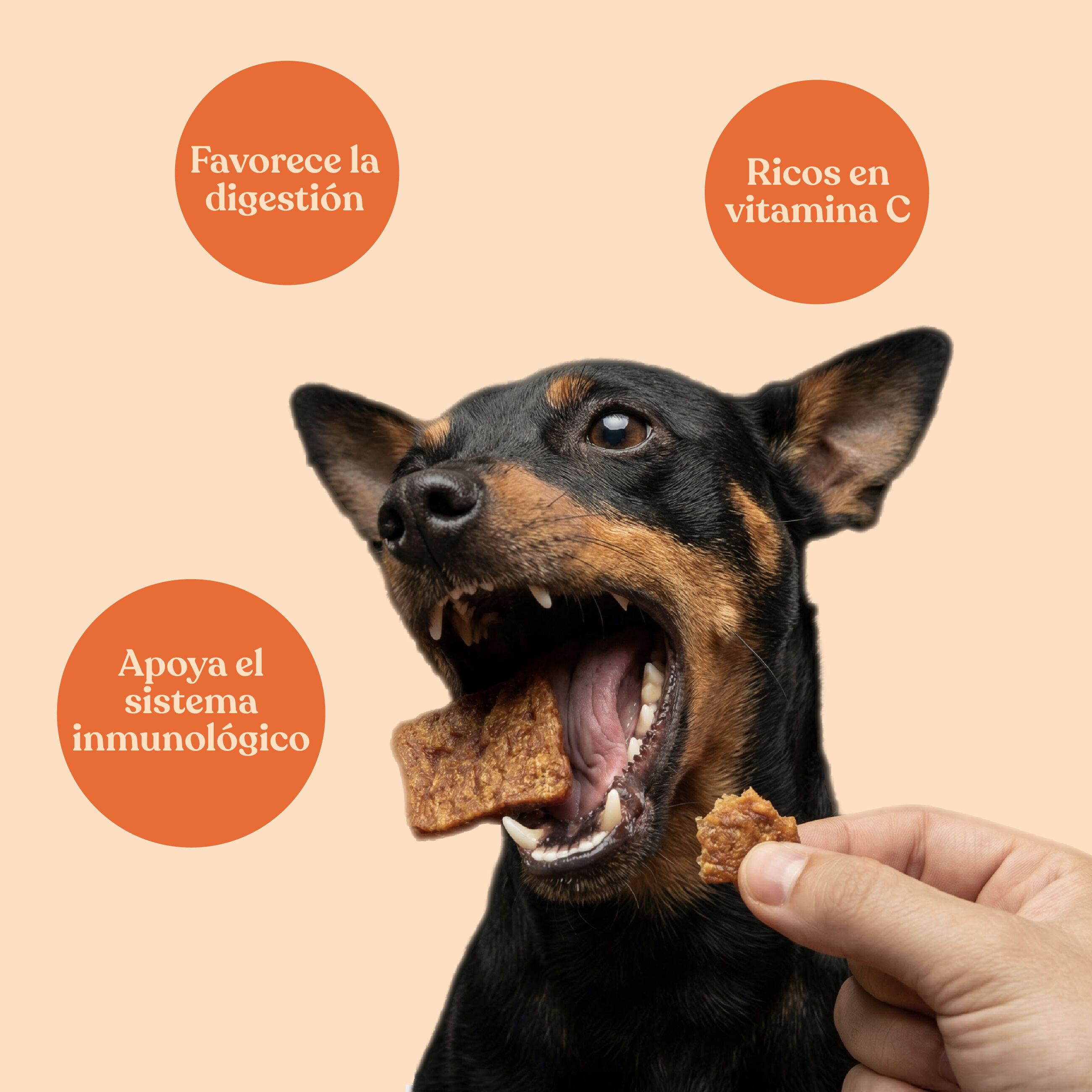 dr.bimix Galletas de Pato con Naranja para Perros | Snack Natural Premium, , large Imagen numero 3