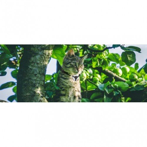 C&aacute;mara de videovigilancia para mascotas color Blanco, , large Imagen numero 4