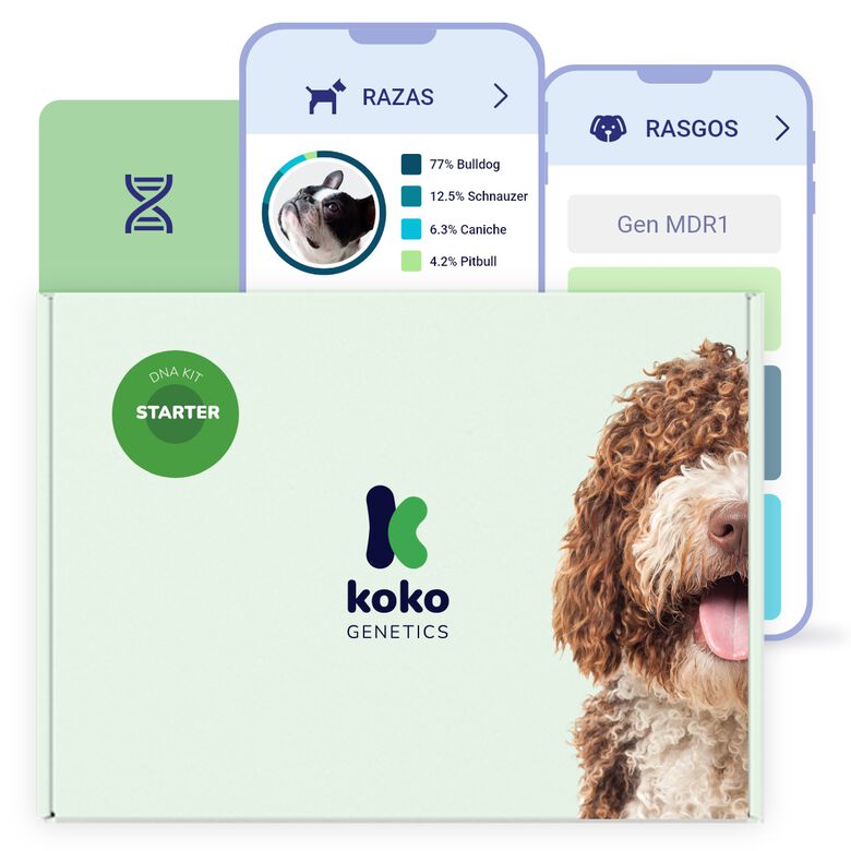 Koko Genetics Prueba De ADN Para Perros Starter thumbnail