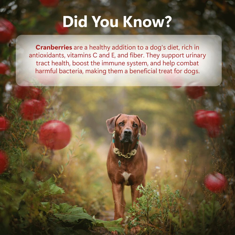 Delicias de carne seca: pollo y ar&aacute;ndanos (50 g/1,76 oz), , large Imagen numero 5