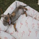 Cama impermeable Flamencos para perros color Multicolor, , large image number null