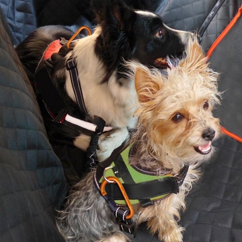 Pet&Car tango cinturón de seguridad de coche negro para perros, , large image number null