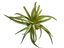 Planta Tillandsia de decoración para terrarios, , large indicador imagen numero 4