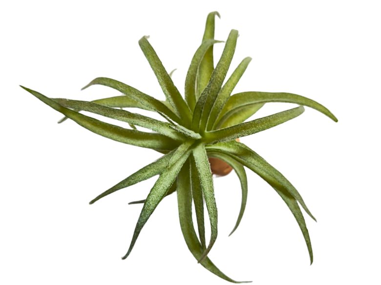 REPTILHÁBITAT PLANTA TILLANDSIA DE DECORACIÓN PARA TERRARIOS thumbnail