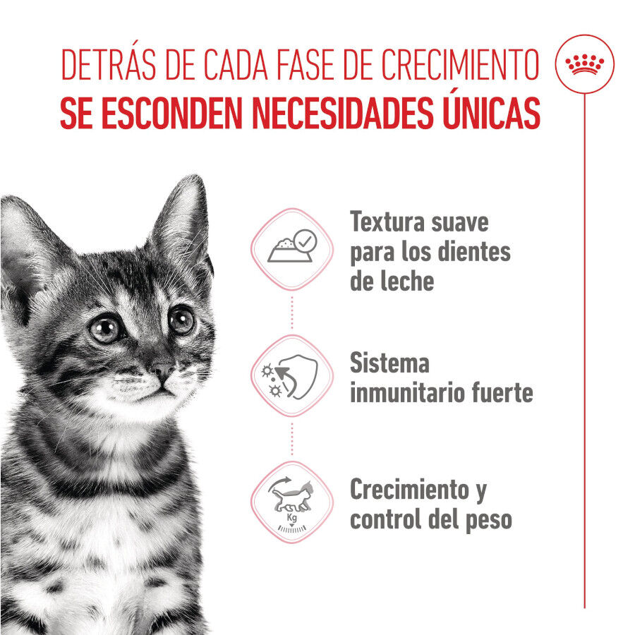 Royal Canin Kitten Sterilised salsa sobre para gatos thumbnail