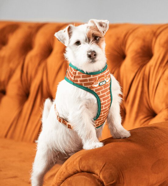 Arn&eacute;s Bold para perros | Friends - Central Perk, , large Imagen numero 3