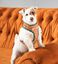 Arn&eacute;s Bold para perros | Friends - Central Perk, , large indicador imagen numero 3