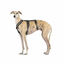 Arnés de 3 Puntos Antiescape Antitirones - Ideal para Lebreles: Galgo Italiano, Whippet, Galgo, Podenco - Seguro, Transpirable y Duradero - Perfecto para Caminar, Entrenar y Correr - ANTRACITA,M, , large indicador imagen numero 6