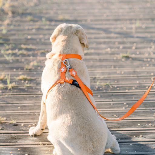 Correa de nylon para perros color Naranja, , large Imagen numero 3