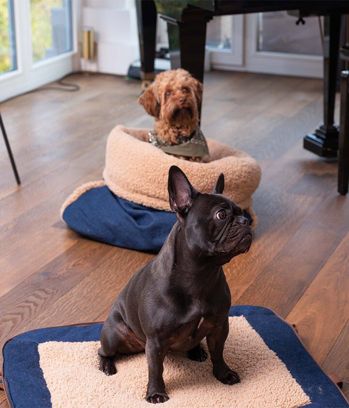 Pet and Co Alfombrilla de viaje Gino Teddy Perros thumbnail