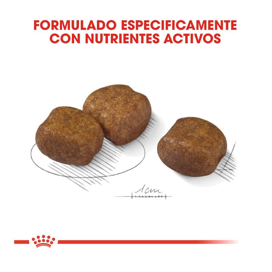 Royal Canin Dental Care Maxi pienso para perros thumbnail