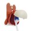 Soporte cepillo dental con forma de zorro color Marrón, , large indicador imagen numero 3