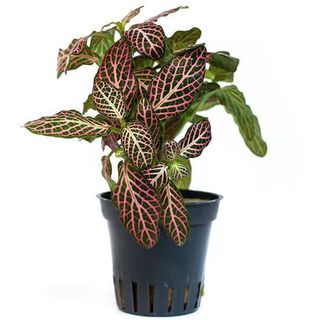 Tropica Iberia Planta Fittonia Red