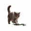 Playology Ciempi&eacute;s de Pl&aacute;stico para gatos, , large indicador imagen numero 5