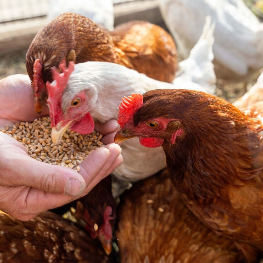 Mineravi Carbonato de calcio para gallinas thumbnail