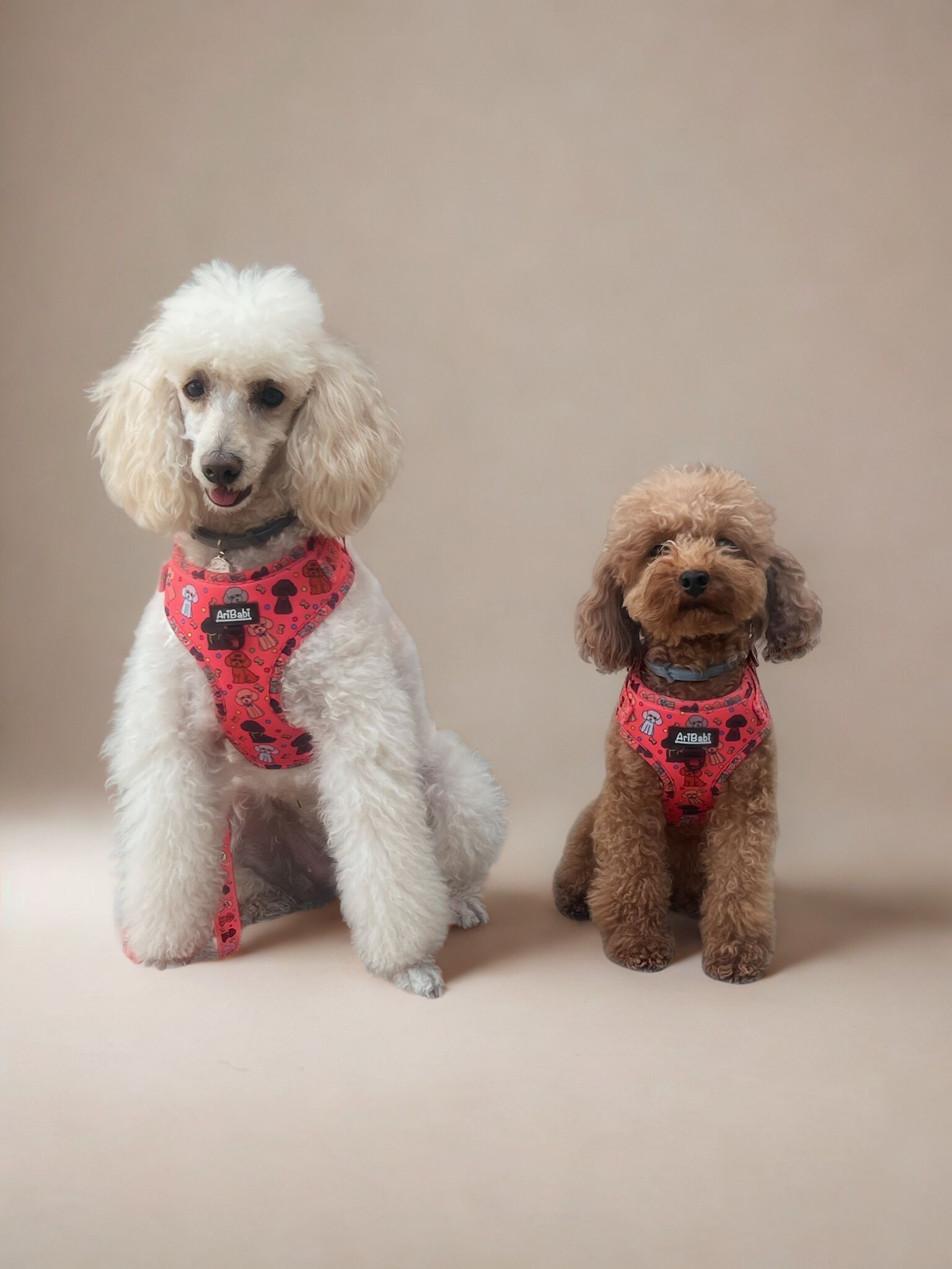 Correa Estampada CANICHES, , large Imagen numero 3