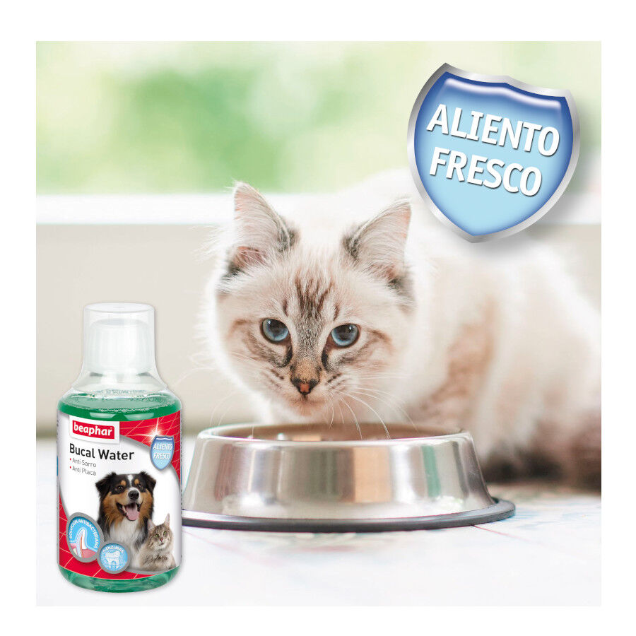 Beaphar Enjuague Bucal para perros y gatos thumbnail