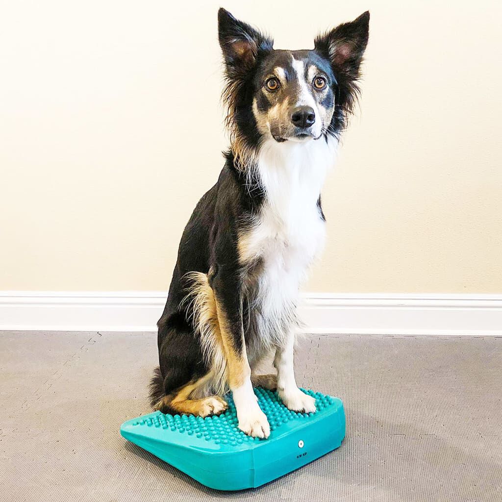 FitPAWS Rampa de equilibrio para mascotas azul 35x35x7 cm, , large Imagen numero 3