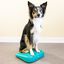 FitPAWS Rampa de equilibrio para mascotas azul 35x35x7 cm, , large indicador imagen numero 3