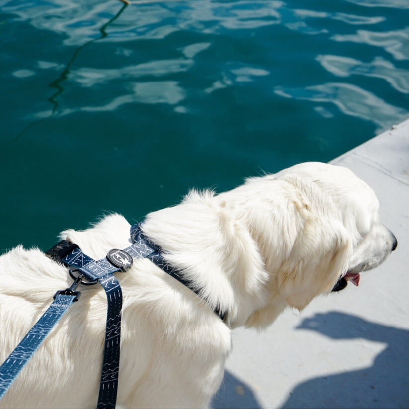 LUNA - Arn&eacute;s Ajustable H para perros Tail and Tropic, , large Imagen numero 4