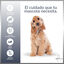 MD-10 Champú Hidratante y Dermoprotector para Cocker Spaniel, , large indicador imagen numero 3