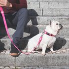 Correa de nylon para perro color Rosa, , large image number null