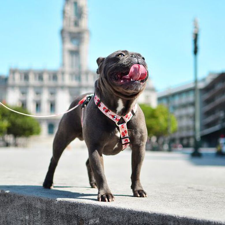 Correa de poliéster Tribes para perros color Varios thumbnail