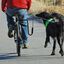 Correa de bicicleta para perros color Negro, , large indicador imagen numero 5
