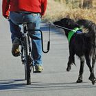 Correa de bicicleta para perros color Negro, , large image number null