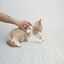 Petkit cepillo de masaje everclean para gatos, , large indicador imagen numero 2