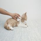 Petkit cepillo de masaje everclean para gatos, , large image number null