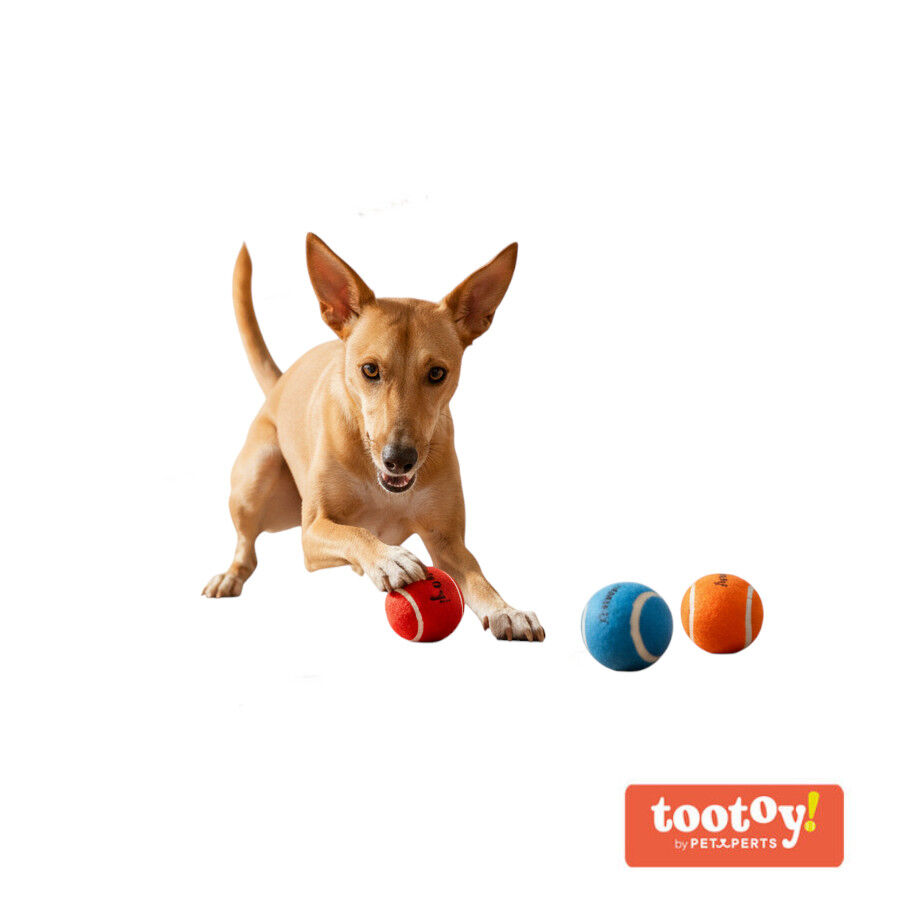 Tootoy! Pack de Pelotas de Tenis de Colores para perros, , large Imagen numero 8
