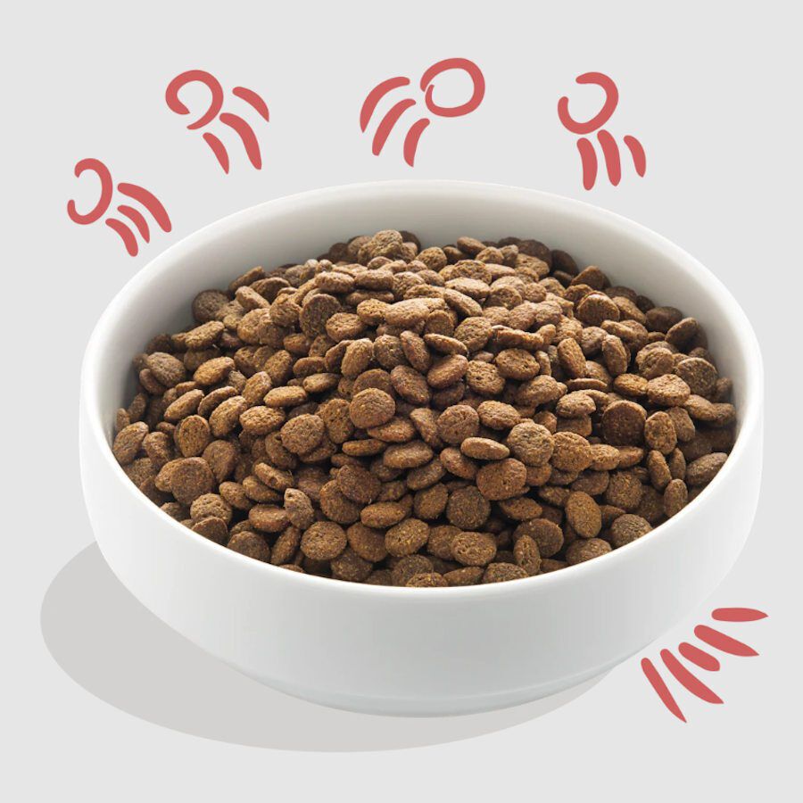 Edgard &amp; Cooper Senior Salmón Noruego y Pollo pienso para perros thumbnail