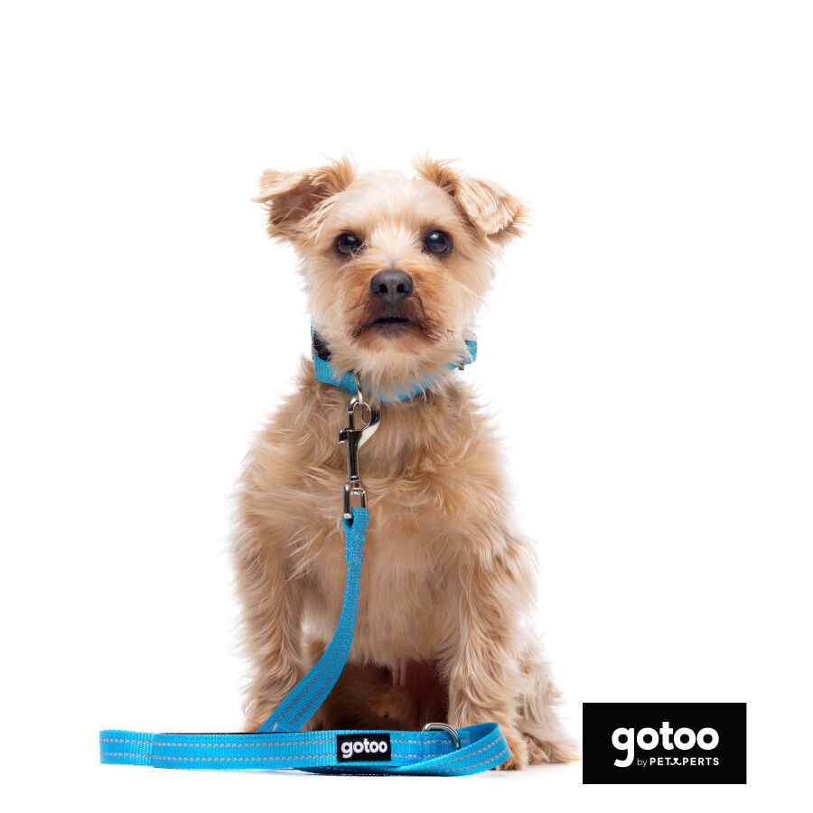 Gotoo Correa de nylon reflectante azul para perros thumbnail