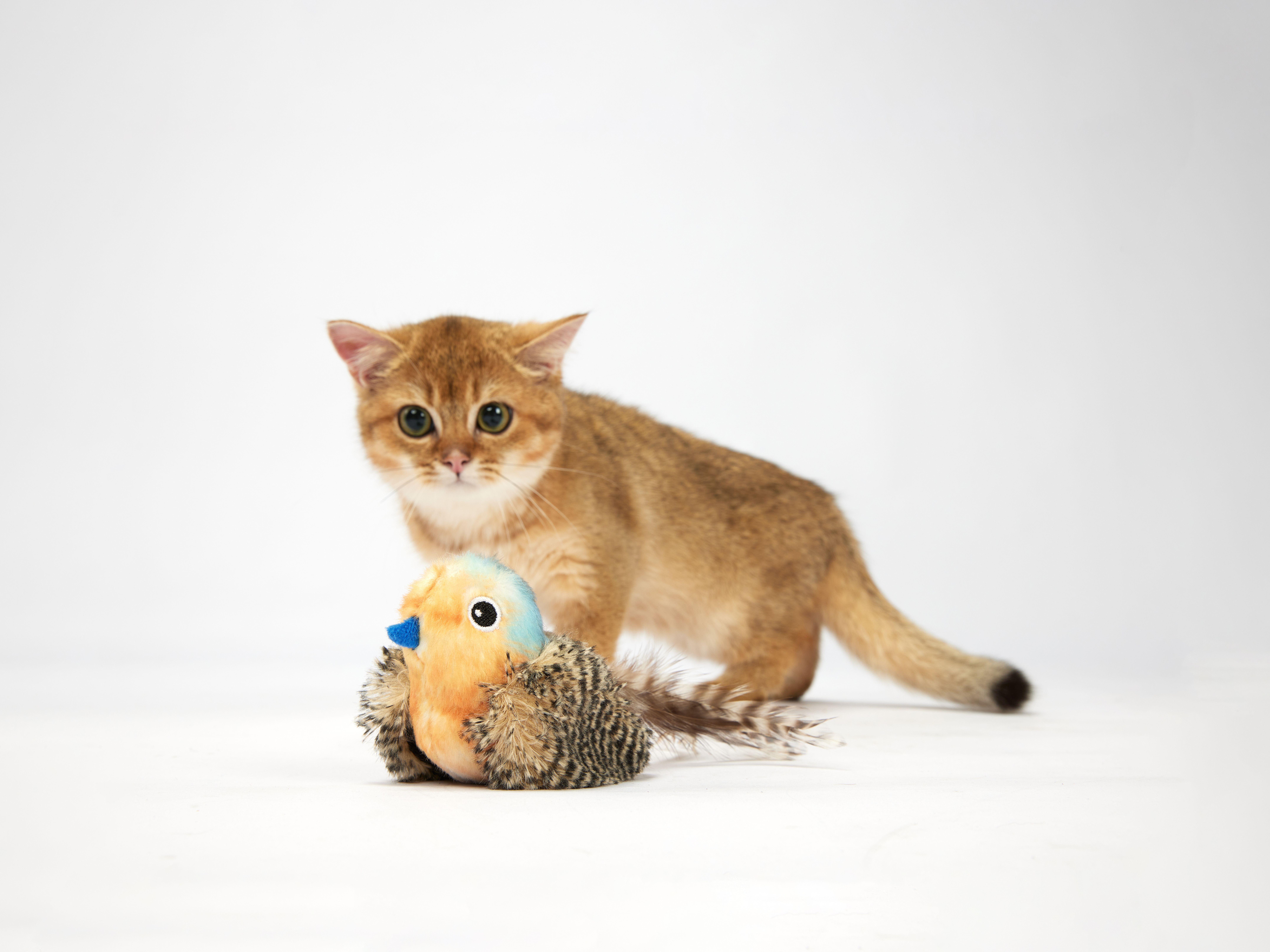 FOFOS | P&aacute;jaro Azul con Chip de Sonido y Catnip Natural - Para Gato, , large Imagen numero 4