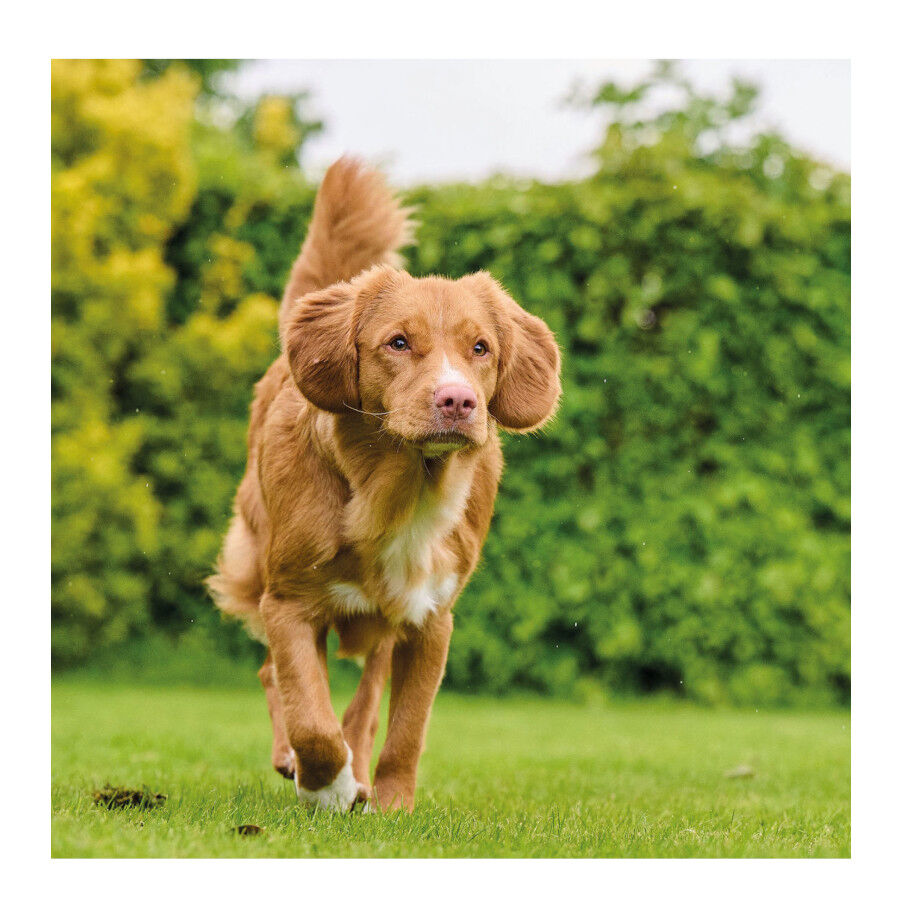 Beaphar Drucal Condroprotector para perros y gatos, , large Imagen numero 4