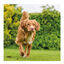 Beaphar Drucal Condroprotector para perros y gatos, , large indicador imagen numero 4