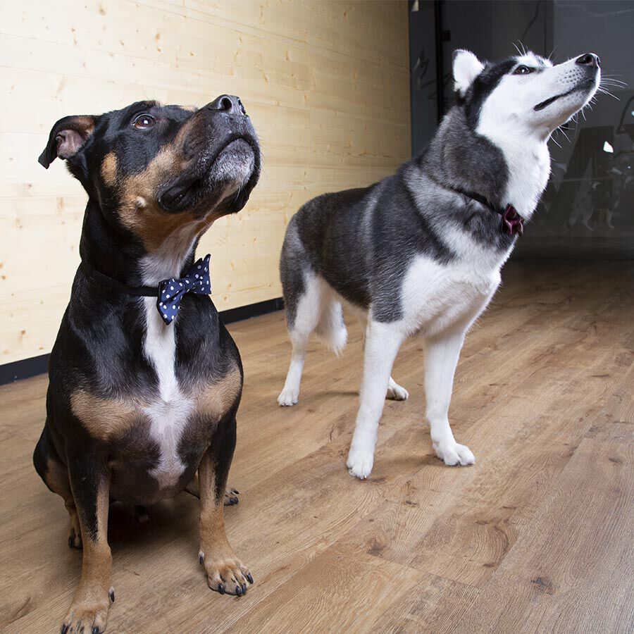 Wonder Christmas Comet Pajarita Azul para perros thumbnail