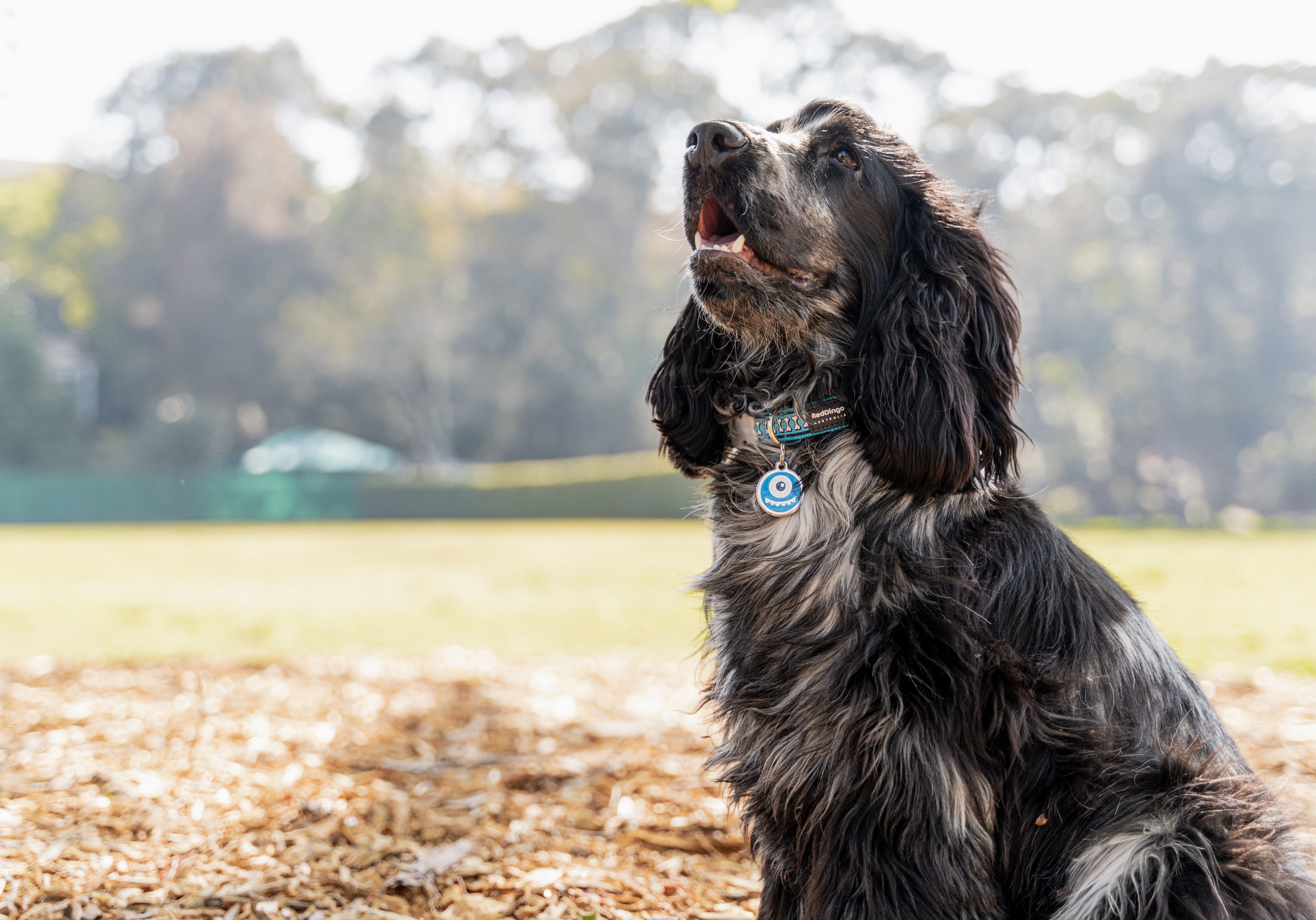 Placa identificativa Acero Inoxidable Hueso para perros, , large Imagen numero 2