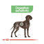 12 kg Royal Canin Digestive Care Maxi pienso para perros, , large indicador imagen numero 2