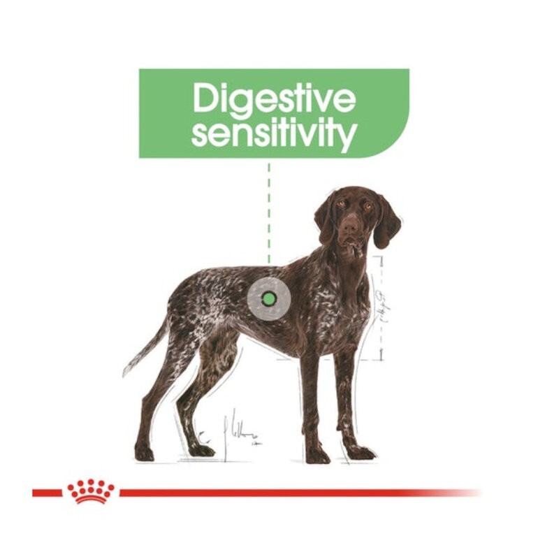 Royal Canin Digestive Care Maxi pienso para perros, , large image number null