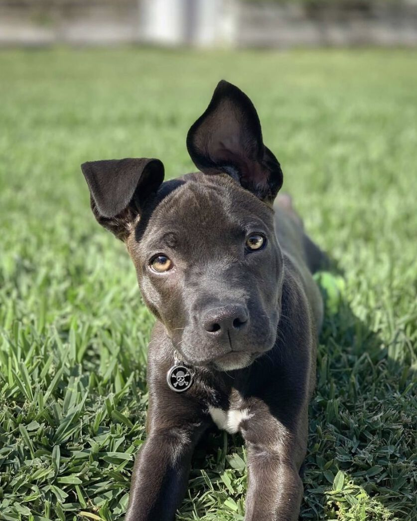 Placa identificativa Acero Inoxidable Esmalte Cruz Hueso Negro para perros, , large Imagen numero 2