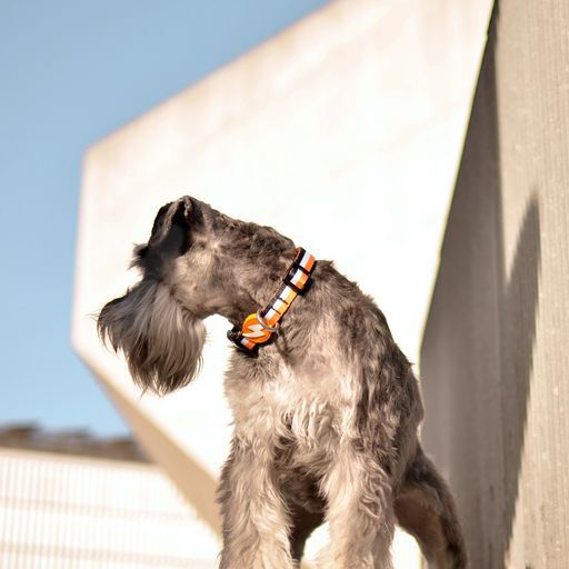 Dashi stripes collar de poli&eacute;ster negro y naranja para perros, , large Imagen numero 4