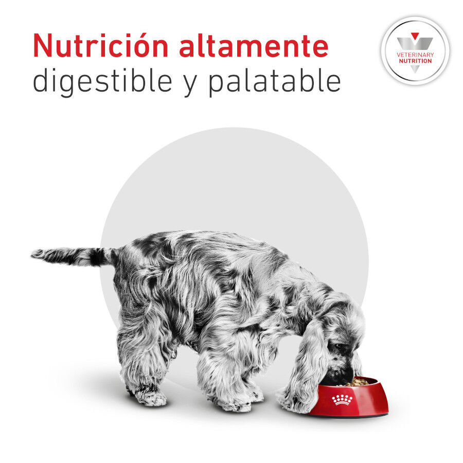 8 kg Royal Canin Glycobalance Pienso para perros, , large Imagen numero 5