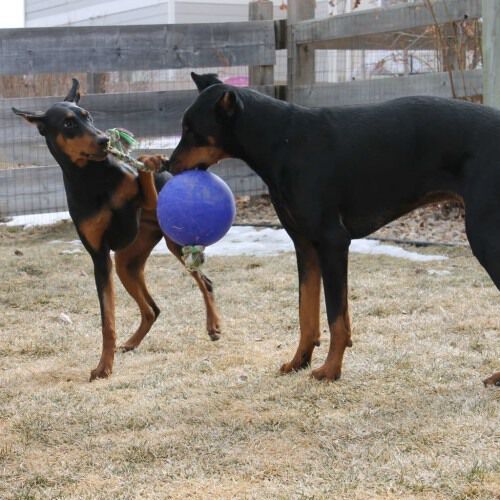 Pelota con cuerda para perros color Azul, , large Imagen numero 4
