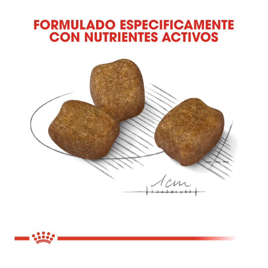 3 kg Royal Canin Dental Care Mini pienso para perros, , large Imagen numero 3