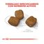 Royal Canin Dental Care Mini  pienso para perros, , large indicador imagen numero 3
